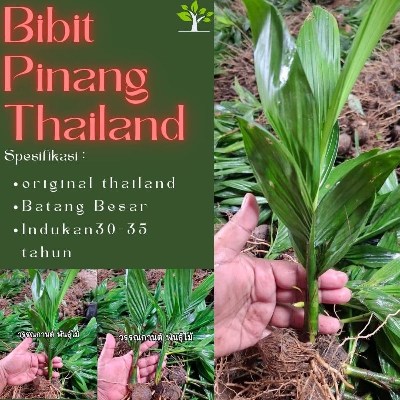 Bibit Pinang Thailand Kecambah Berdaun Di Semai Di indonesia