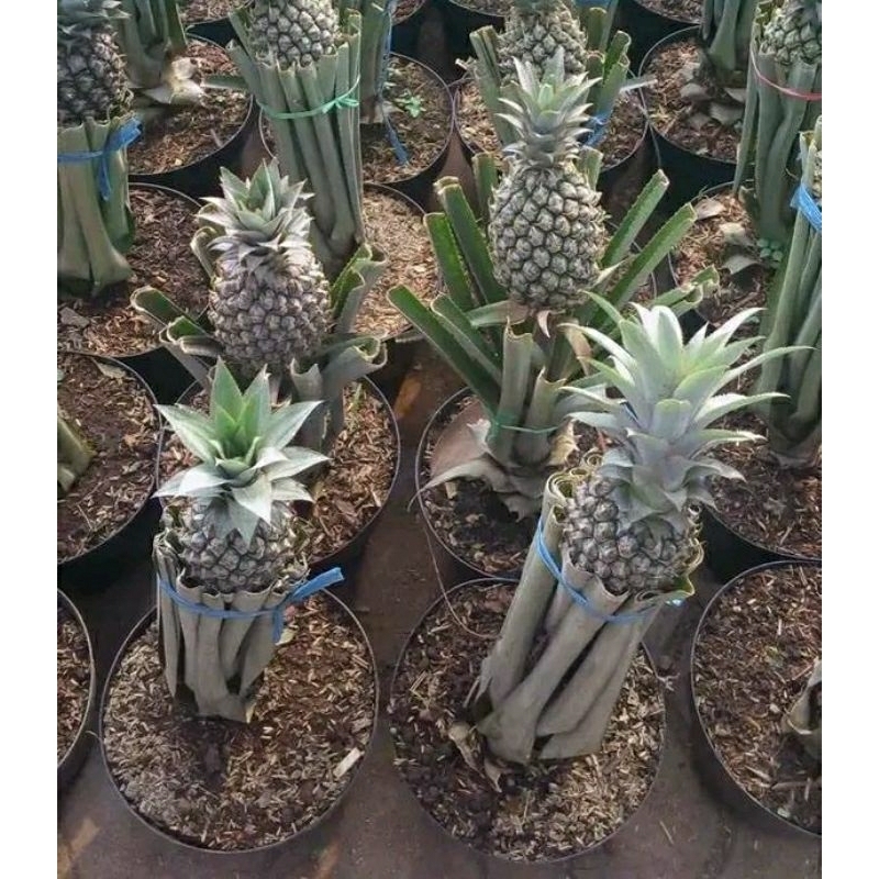 

nanas segar nanas ijo