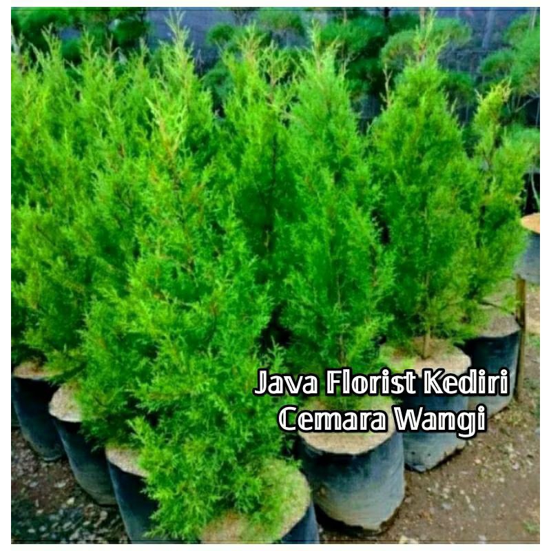 Cemara wangi/cemara rantes tinggi ±50cm (new)-BEST