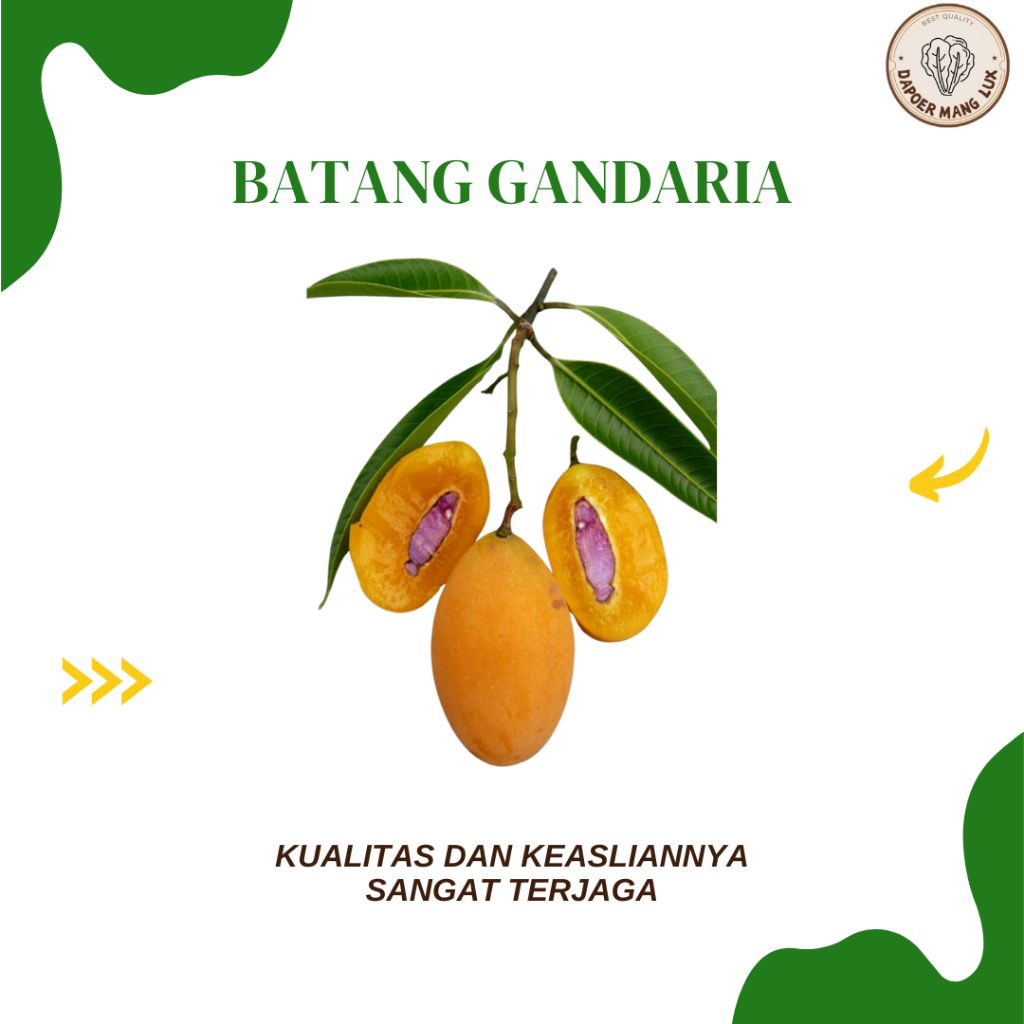 

EKSTRAK BATANG GANDARIA BEST SELLER