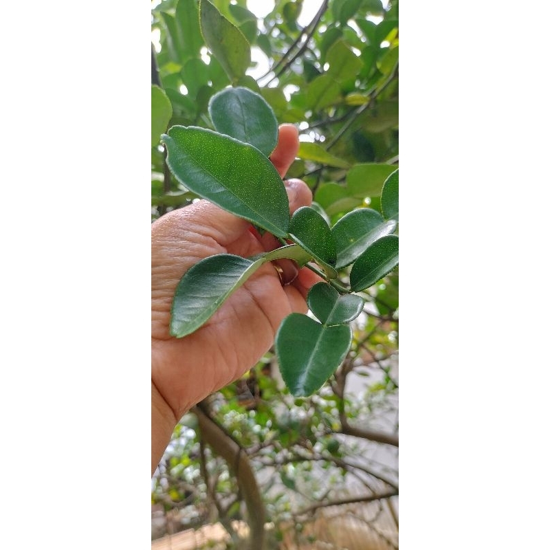 

DAUN JERUK