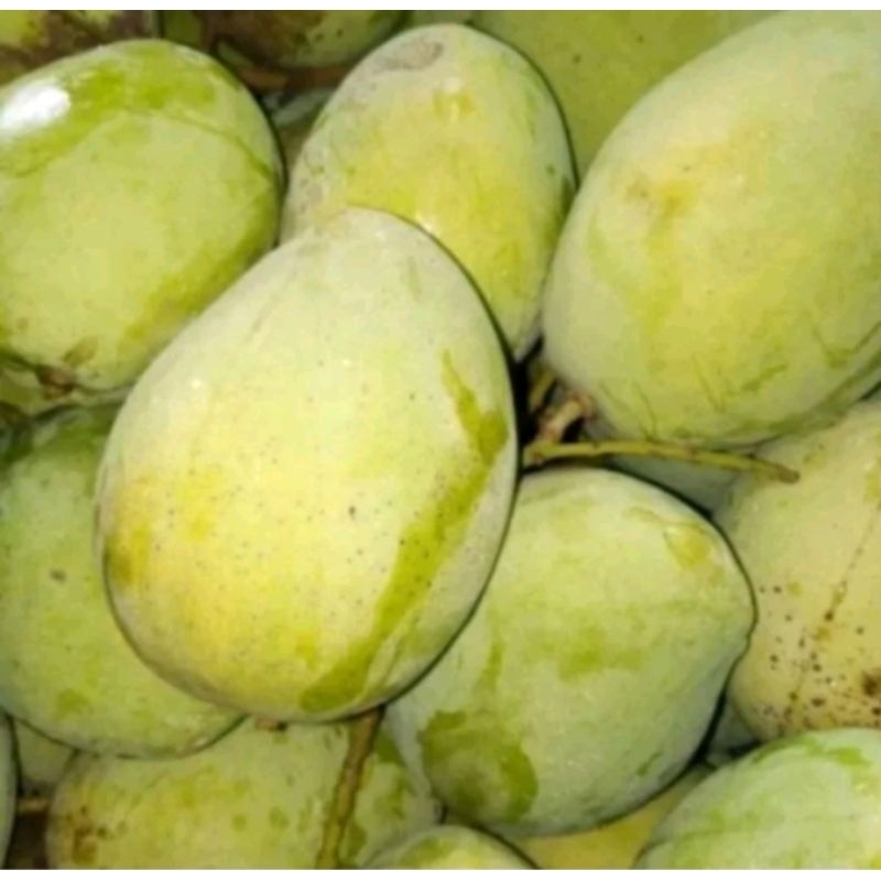 

MANGGA DARMAYU 1 KG 60000