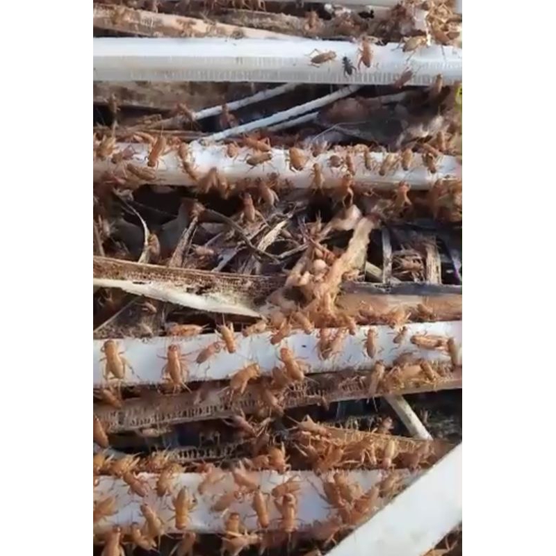 telur jangkrik madu kunyit