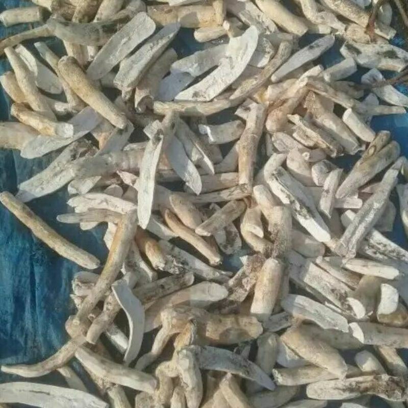 

gatot/gaplek/singkong/sampe/ umbi batang kering asli 500 gr