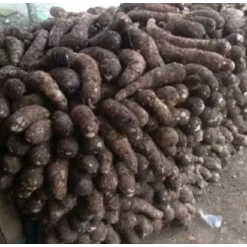 

umbi talas premium per 1 kg