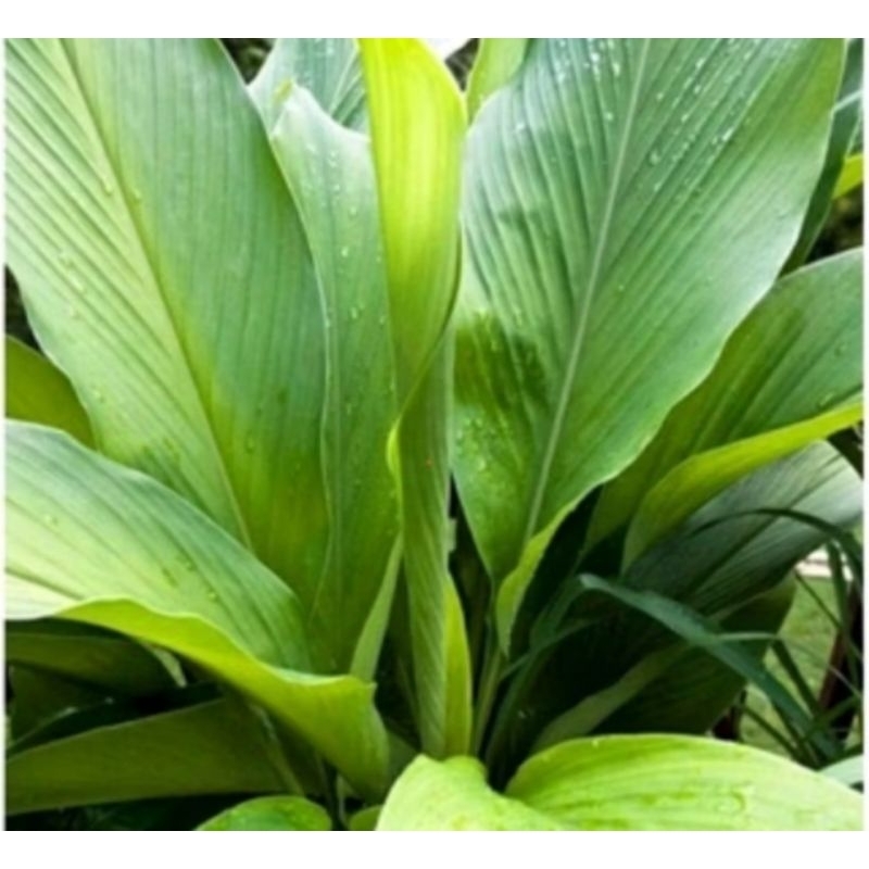 

Daun kunyit segar fress per 10 lembar