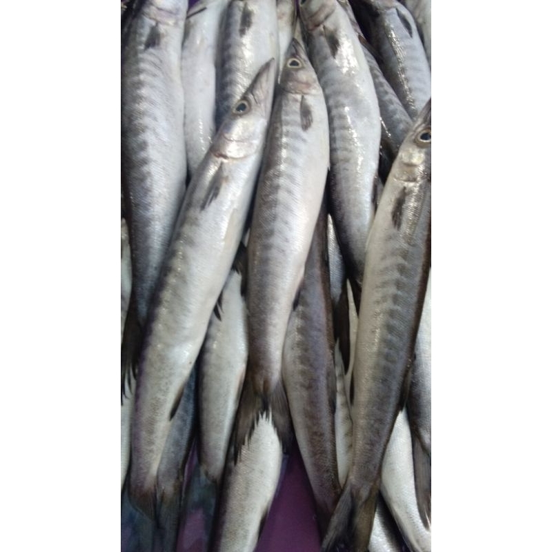 

BARAKUDA/SUKUN