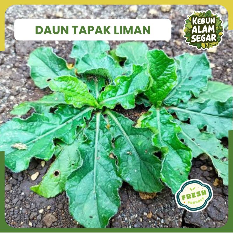

DAUN TAPAK LIMAN SEGAR