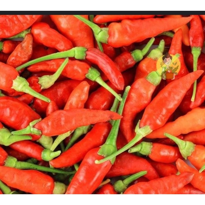 

Rawit Merah Segar per 100 gr