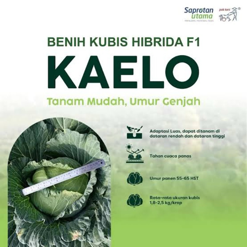 

Benih kubis hibrida f1 KAELO tahan bercak daun isi 15gr dari SEMINIS