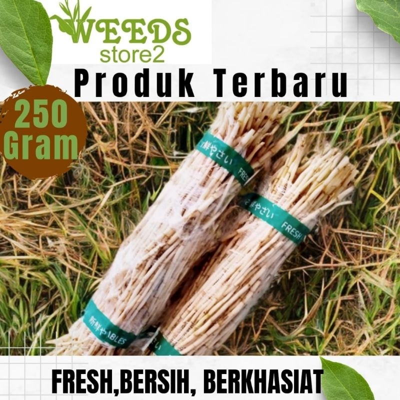 

Akar Alang Alang segar 250gram | alang alang segar murni bersih