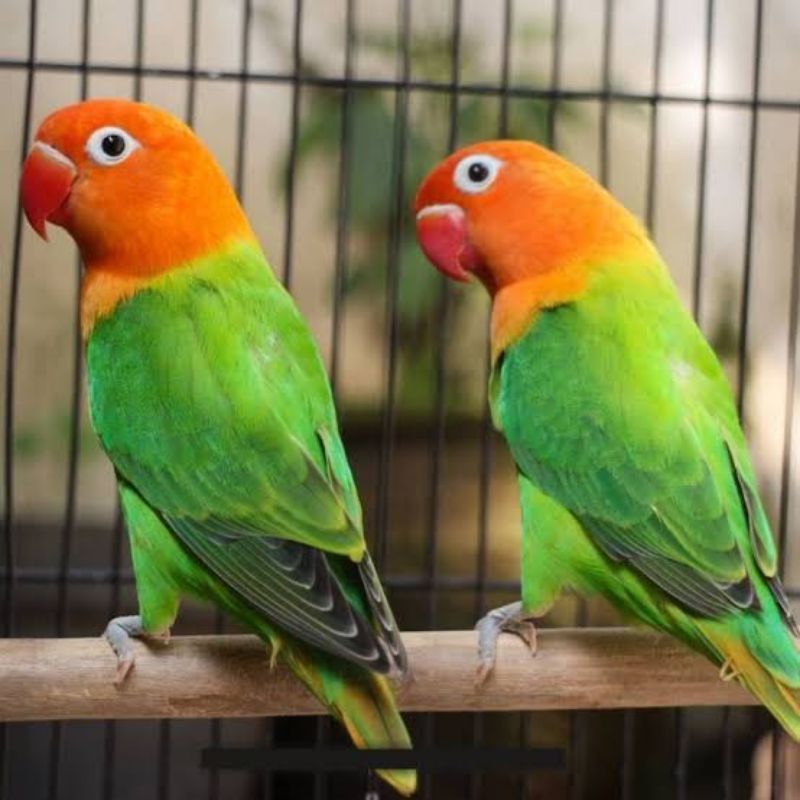 LOVE BIRD BIOLA GREEN