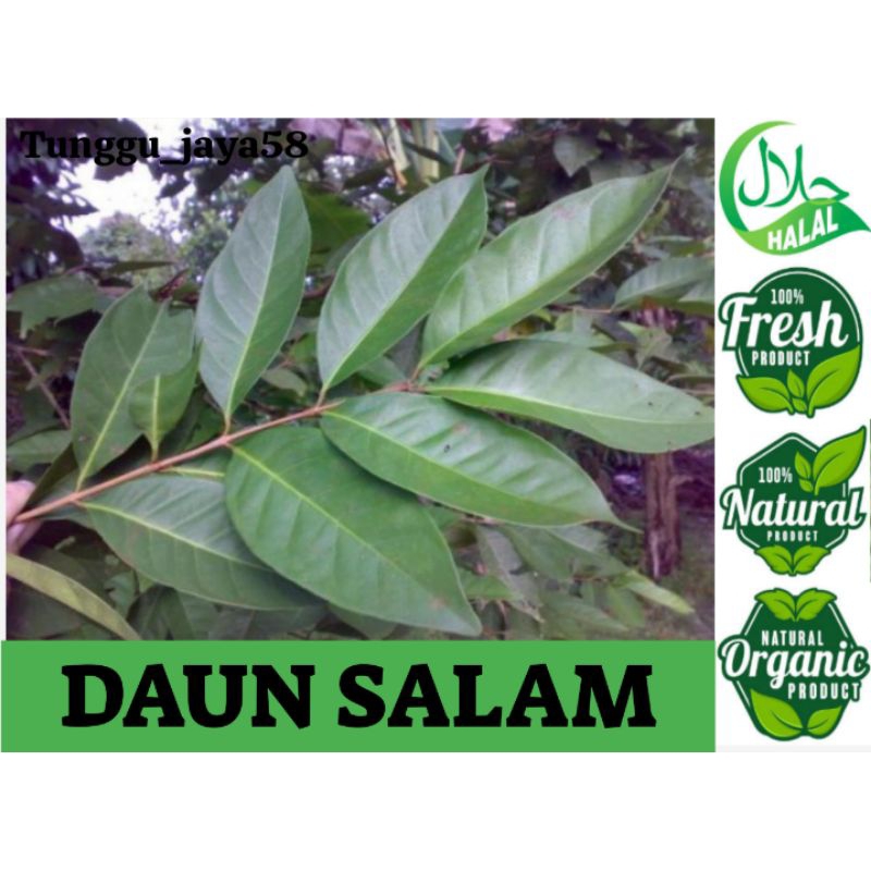 

50 LEMBAR DAUN SALAM ORIGINAL penyedap bumbu masakan