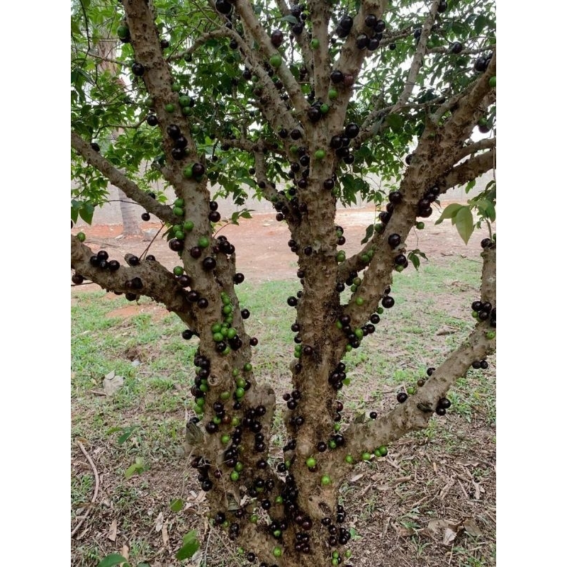 

anggur preco rimbun siap buah