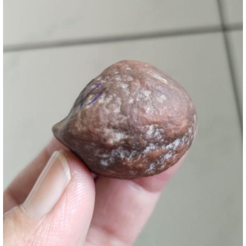 Kemiri Adu Muncang Adu MD Ori Pasangan Mewah Size Kecil