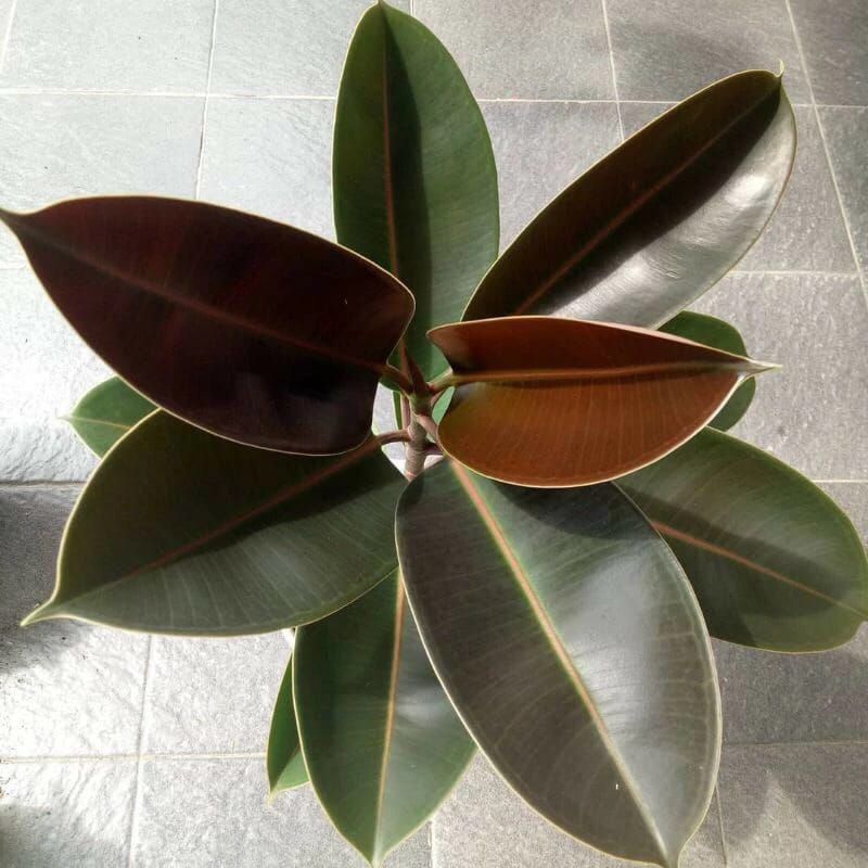 Pohon Karet Jepang merah, pohon Karet kebo merah tanaman karet kebo