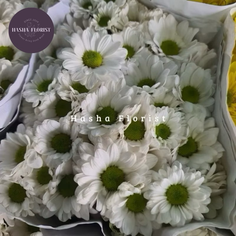 Bunga Aster Salmon Fresh 10 TANGKAI ( Bunga Potong Segar Jakarta ) - By Hasha Florist