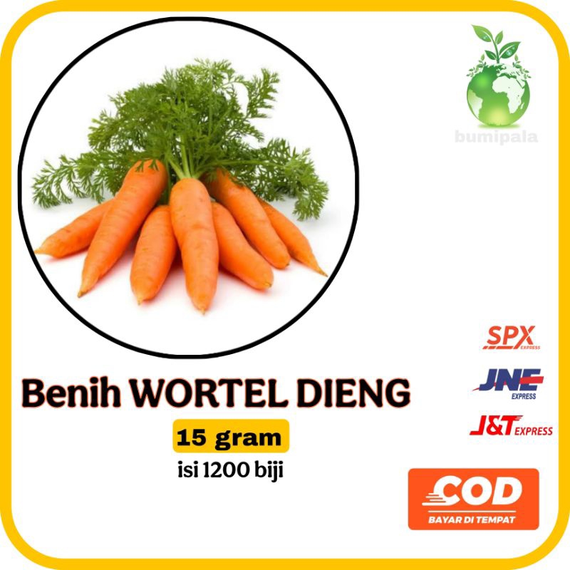 

benih Wortel Dieng segar 15 gram isi 1200 biji