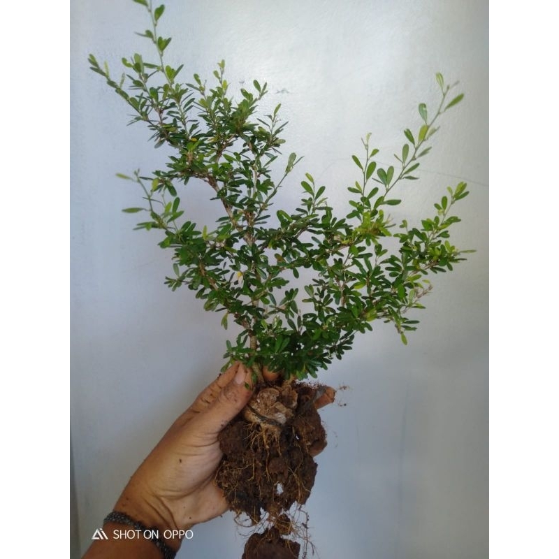 Bibit saeng simbur super mikro vietnam bahan bonsai