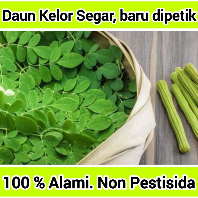 

Daun Kelor Segar Moringa Oleifera Alami Organik Fresh non Pestisida langsung petik dari Pohon