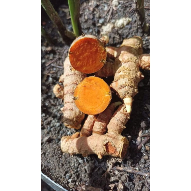 

kunyit bumbu dapur dan untuk berbagai macam kebutuhan lainnnya