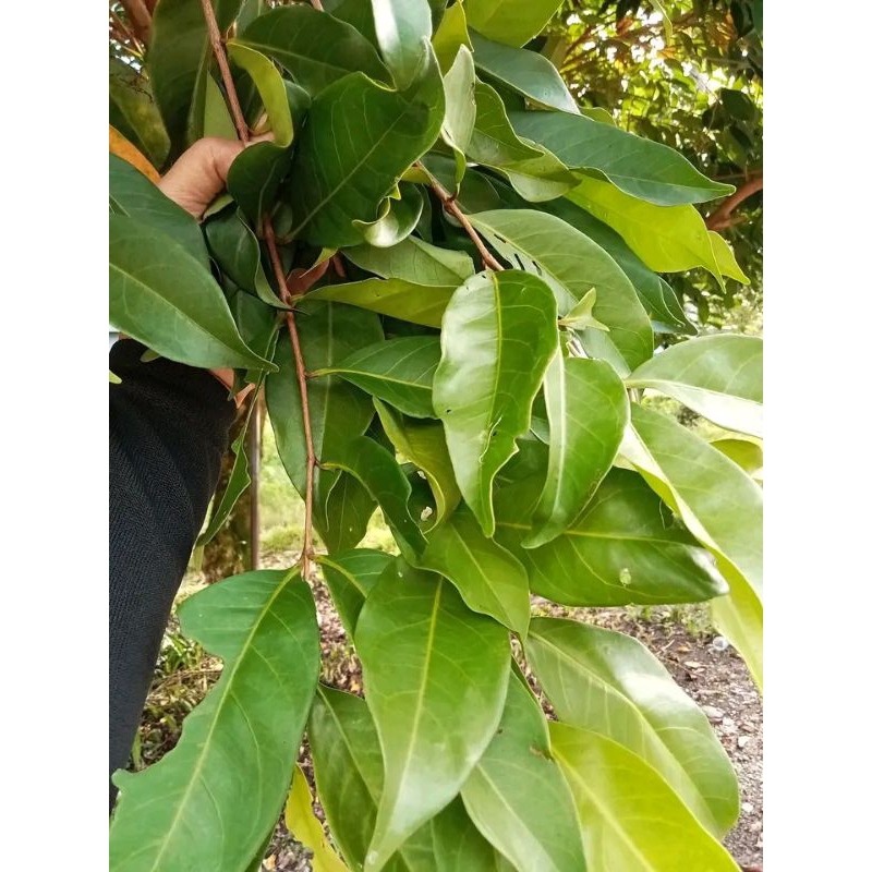 

Promo isi 100 lembar daun salam wangi