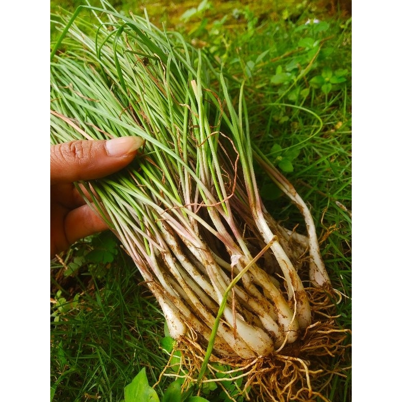 

Tanaman Kucai Sayur | Kucai Segar 250 gr