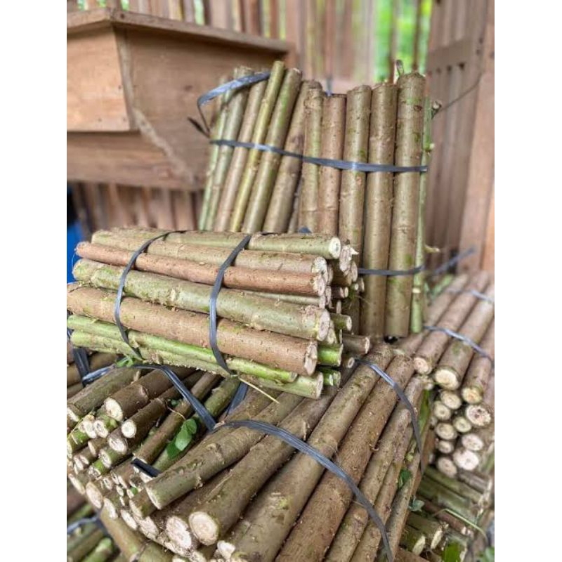 Telo Papua | Bibit Stek Telo Papua | Telo Papua pakan Ternak Bernutrisi