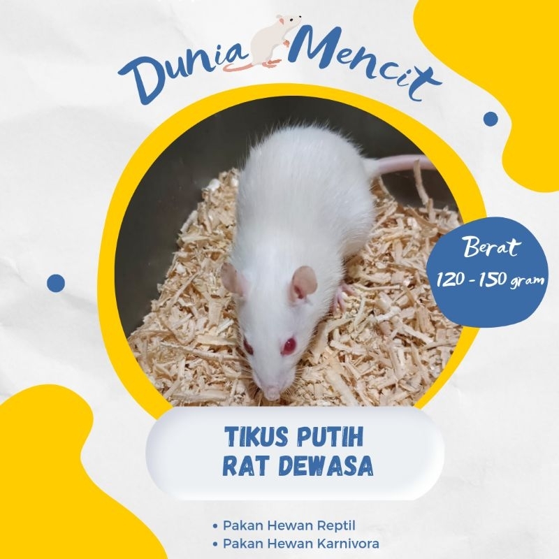Tikus Putih Rat Dewasa