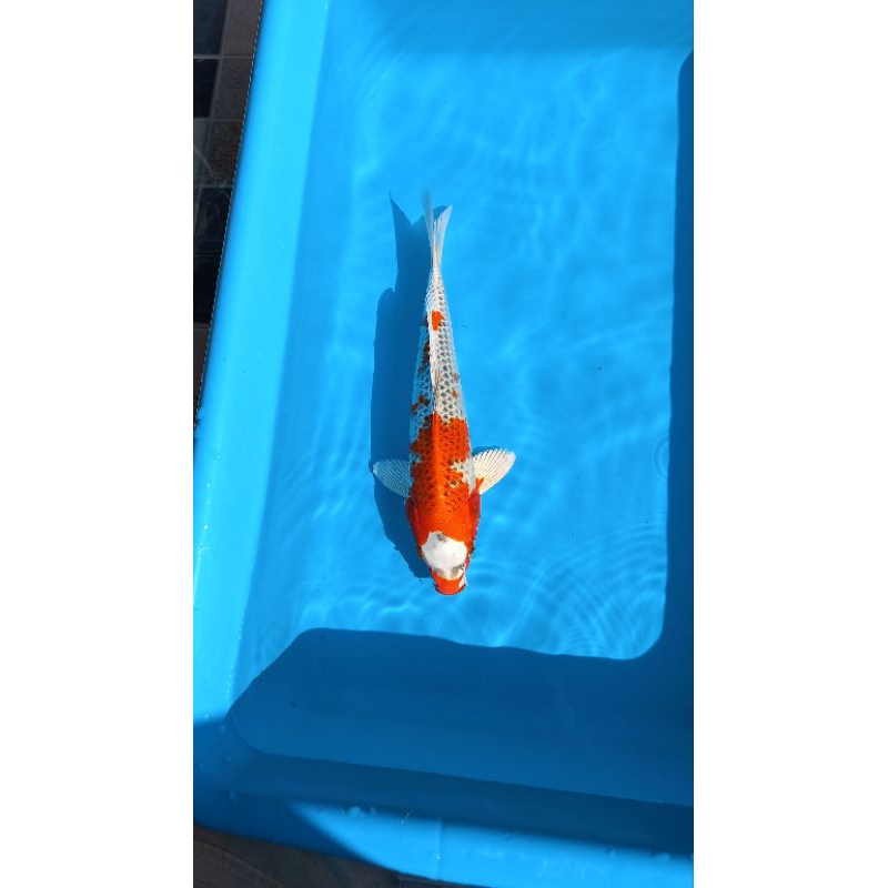 koi kujaku size 30 cm
