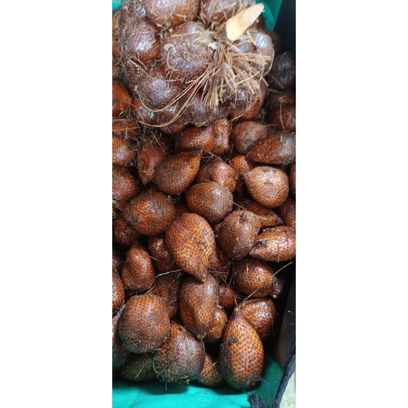 

Salak pondoh 1 kg langsung petani ukuran besar, sedang dan kecil A