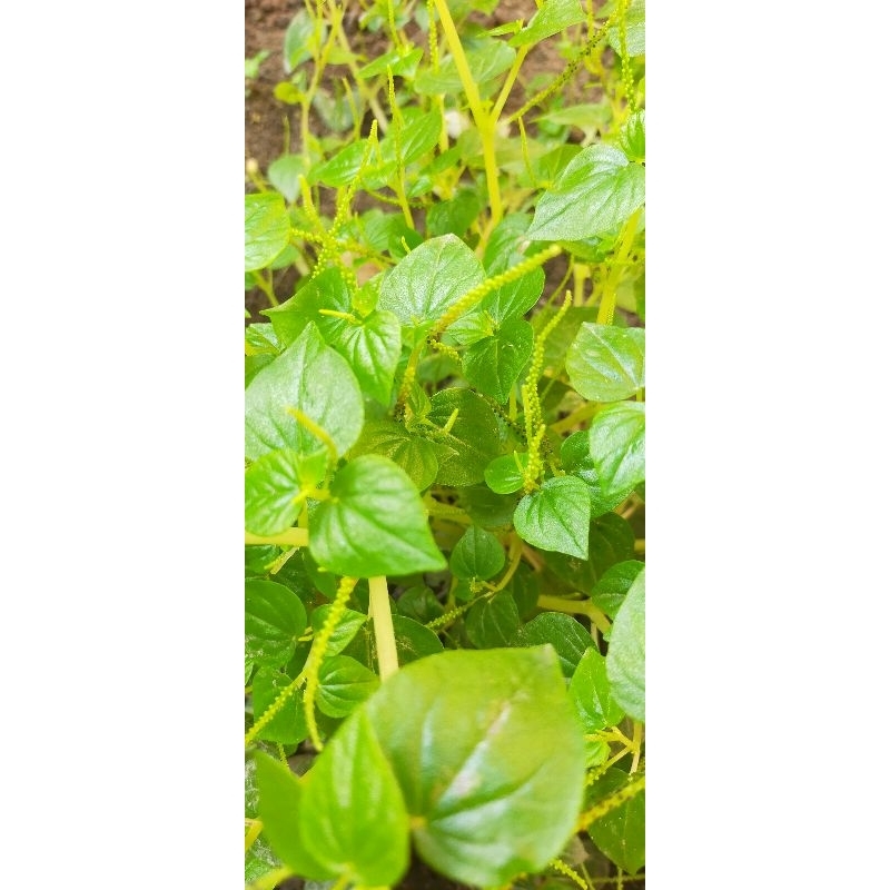

(Pengiriman dari Aceh Utara) Daun Sirih Cina 100 gr