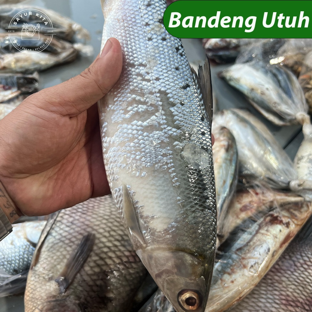 

Bandeng Utuh Segar | sayurkita_id