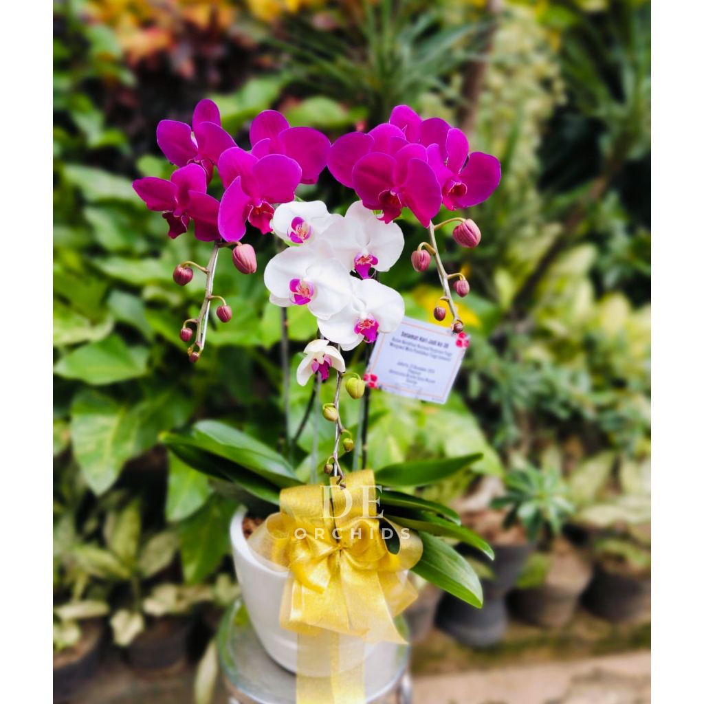 Rangkaian Anggrek Bulan isi 3 pohon warna Putih Lidah Merah dan Ungu