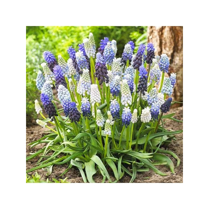 GRAPE HYACINTH Collection (Muscari sp) umbi 5 butir