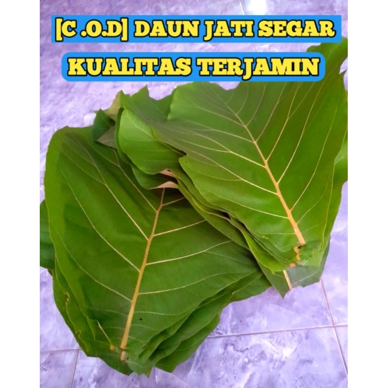 [C.O.D] TERMURAH DAUN JATI SEGAR 1 kg UNTUK BUNGKUS MAKANAN DLL