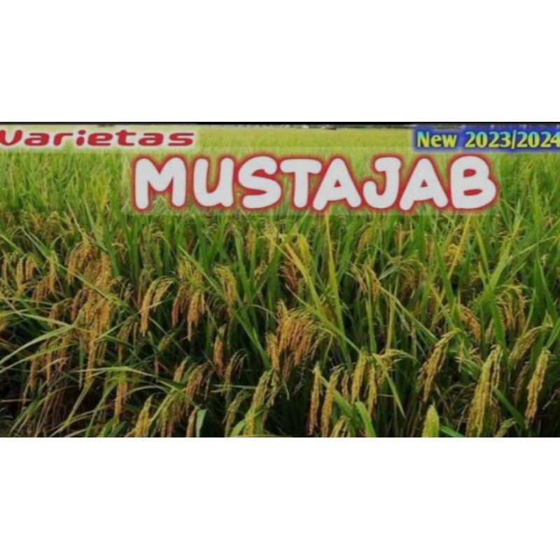 benih padi mustajab kualitas super unggul 1kg