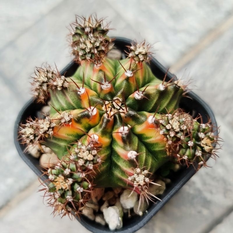 Kaktus Gymnocalycium Miha Multicolor Variegata New clone - cantik - Indukan besar banyak anak