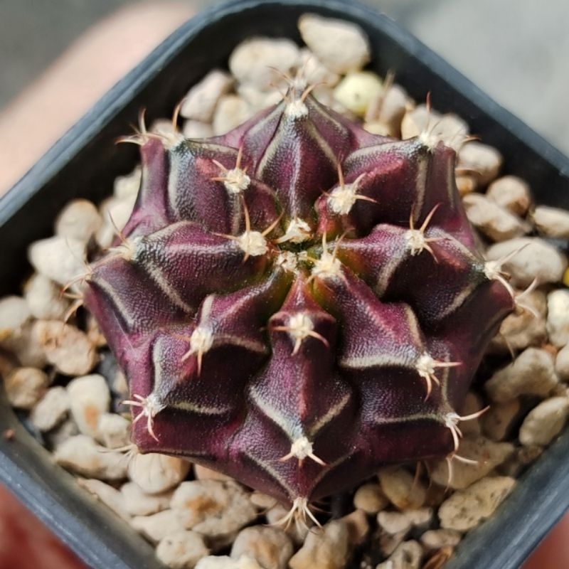 Kaktus Gymnocalycium Miha Pink Korea Mutasi - Pink Ungu cakep