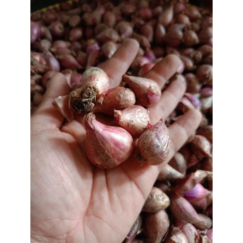 

Bawang Merah Nganjuk Mas Bram Besar XL Kering Premium / Brambang Besar XL Kering Garing Mas Bram Tahan lama