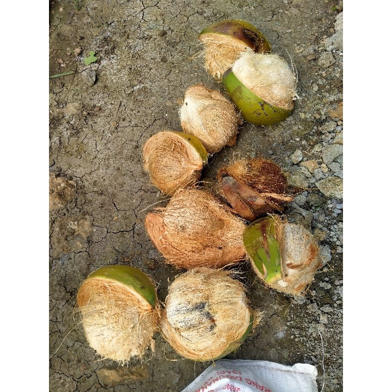 

kelapa bumbu