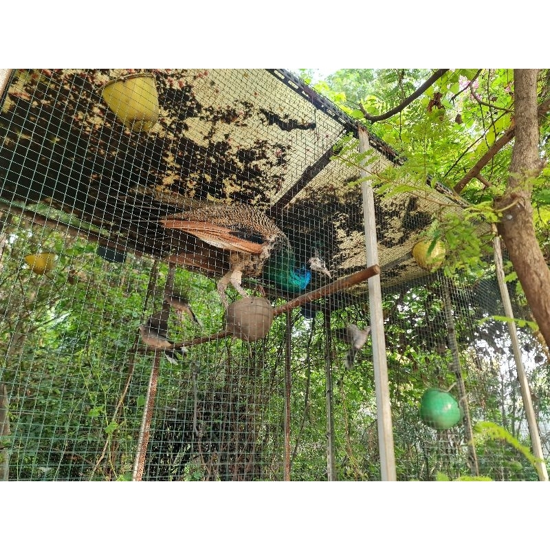 merak biru / India jantan usia 1 tahun