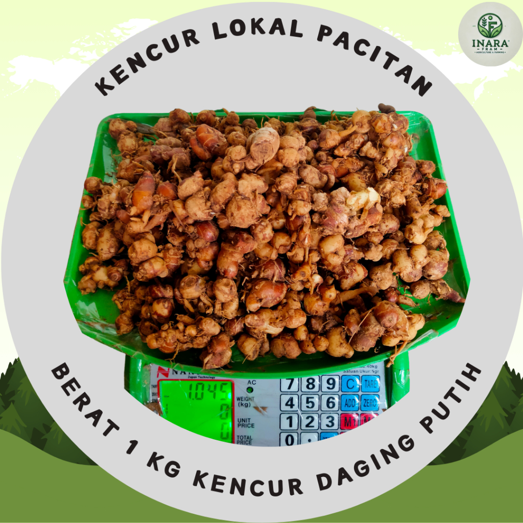 

Kencur Segar lokal pacitan berat 1 kg