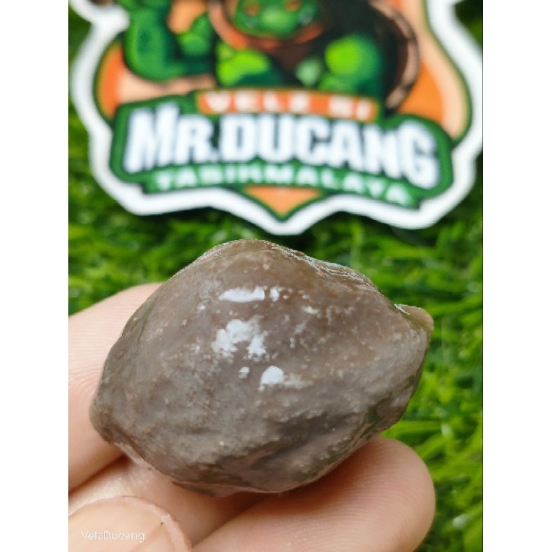 MUNCANG ADU JAWA MANTILI ELVI