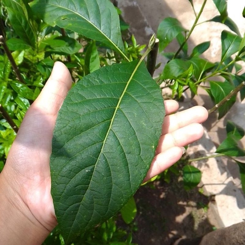 

100 x daun segar daun Afrika herbal #diabetes #insulin