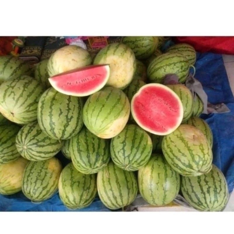 BENIH SEMANGKA LORENG BULAT 50 BIJI