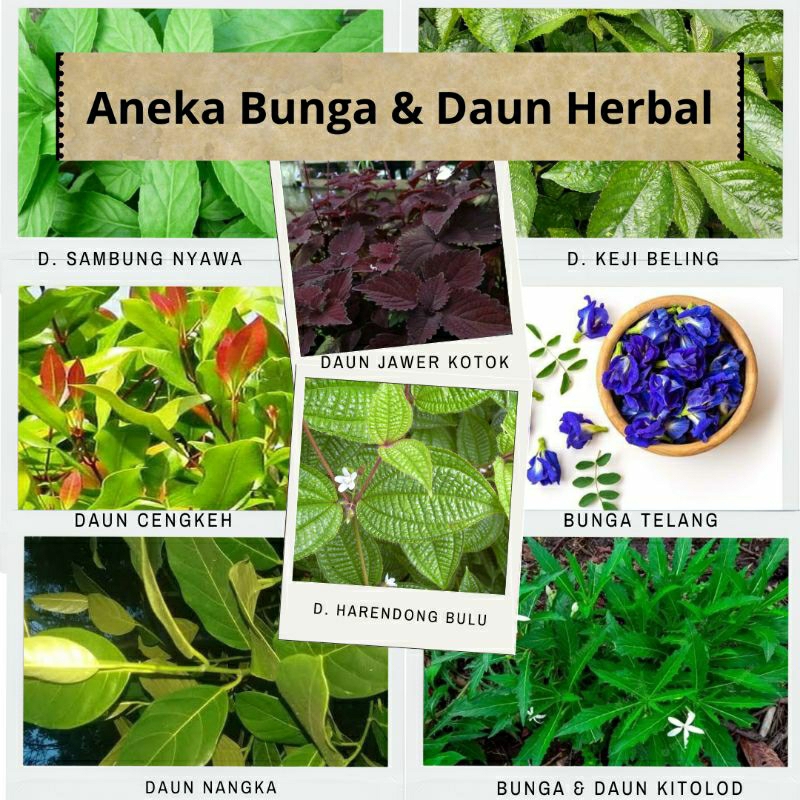 

Aneka Daun & Bunga Herbal Alami - Pengobatan Alami