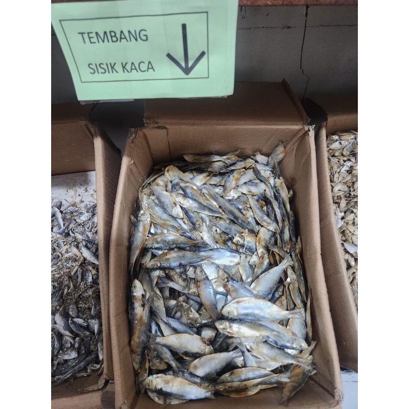 

IKAN ASIN TEMBANG/ TEMBANG SISIK KACA