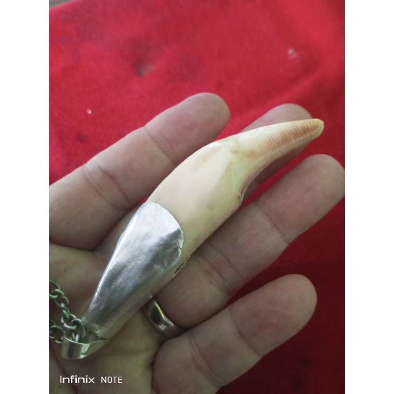 Gigi beruang asli natural ikat perak.