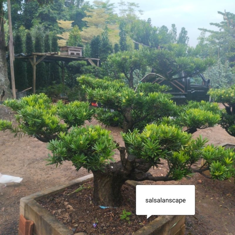 Bonsay Lohansung Mawar Tanaman Hias Bonsay Lohansung